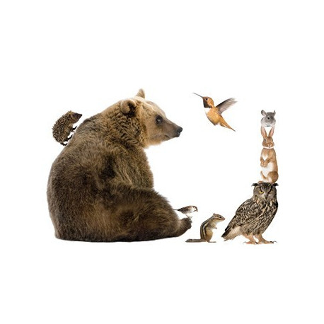 set 8 stickers muraux XL animaux de la forêt avec ours